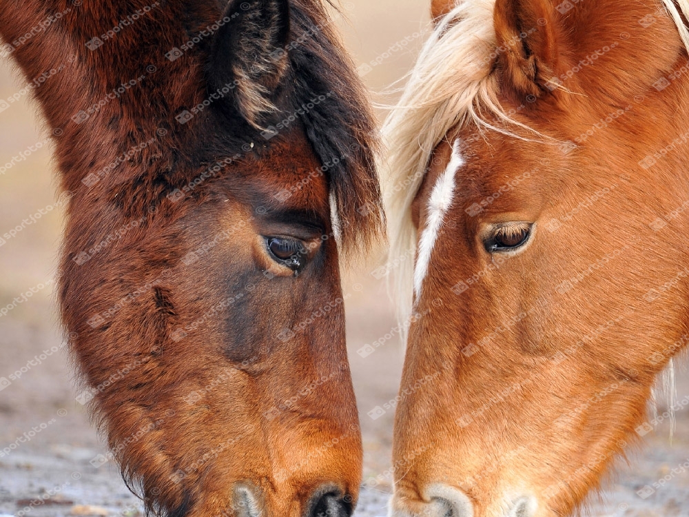 Caballos en el Puerto de Palombera (Cantabria)