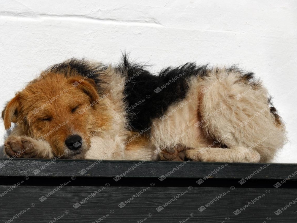 Perro durmiendo al sol